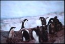 1999Antarctica/020035