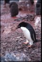 1999Antarctica/040024