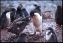 1999Antarctica/040026