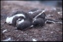 1999Antarctica/060003