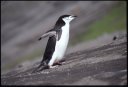 1999Antarctica/060022