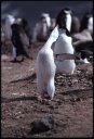 1999Antarctica/060023