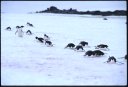 1999Antarctica/080037