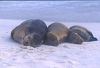 2002Galapagos/020030