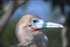 2002Galapagos/090028