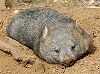 2005Australia/030066