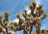 2006DeathValley/010159